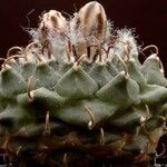 Turbinicarpus schmiedickeanus Листок