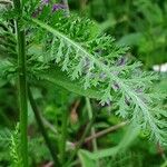 Achillea distans 葉