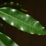 Parahancornia fasciculata ഇല