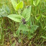 Matelea biflora Hábito