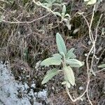 Salvia fruticosa List