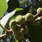 Ficus ingens Fruit