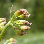 Meum athamanticum Fruit