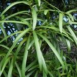 Podocarpus colliculatus