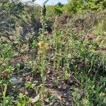 Verbascum bugulifolium Vivejo