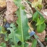 Rumex crispus Blad