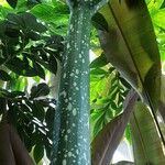 Amorphophallus titanum Bark