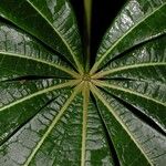 Jacaratia spinosa Leaf