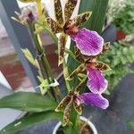 Zygopetalum maculatum Цветок