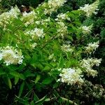 Hydrangea paniculata Habit
