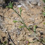 Convolvulus equitans Hábito