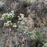 Galium glaucum Flower