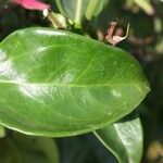 Jasminum laurifolium Blad