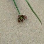 Juncus articulatus Çiçek