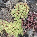 Sedum hirsutum Blad