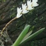 Bolusiella zenkeri Flor