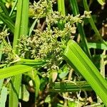 Cyperus assimilis Flower