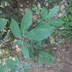 Castanea sativaLeaf