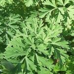 Corydalis nobilis Leaf