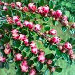 Cotoneaster nan-shan ഇല