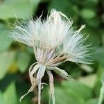 Tragopogon buphthalmoides Fruit