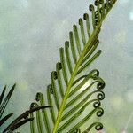 Cycas revoluta Leaf