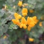 Coronilla minimaফুল