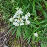 Anaphalis margaritacea Blomma