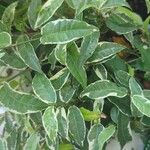 Ficus sagittata ഇല