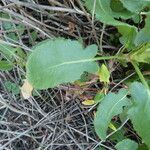 Rumex roseus Leaf