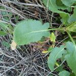 Rumex roseus Foglia