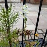 Linaria bipartita 花