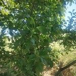 Prunus domestica Leht