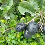 Chrysobalanus icaco Fruit