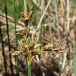 Schoenoplectus tabernaemontani Habitus