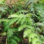 Woodwardia radicans Облик