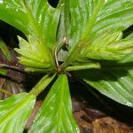 Hylaeanthe unilateralis Hoja