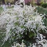 Spiraea thunbergii ফুল