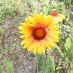 Gaillardia aristataЦвят