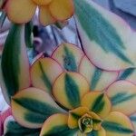 Aeonium decorum Feuille