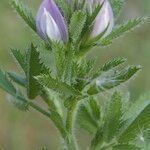 Ononis diffusa Other