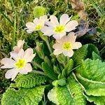 Primula vulgaris Habitus