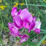 Lathyrus latifoliusFlors