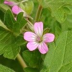 Geranium rotundifolium Flower