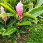 Alpinia purpurataFiore