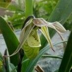 Phragmipedium longifolium برگ