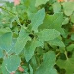 Lactuca muralis Likasa