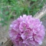 Armeria alpina Other