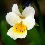 Viola arvensis Blüte
