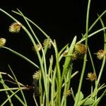 Cyperus subsquarrosus Fruit